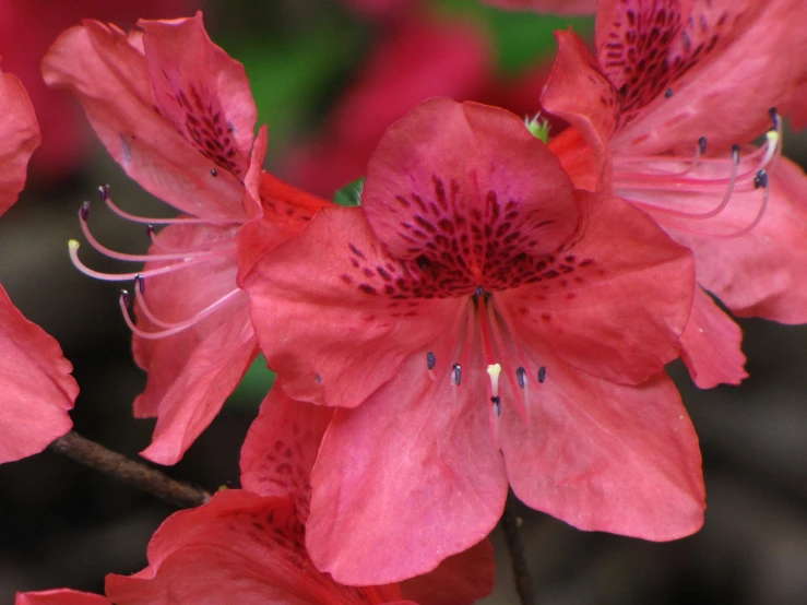 pink flowers sit in a field, surrounded by other bright colored plants