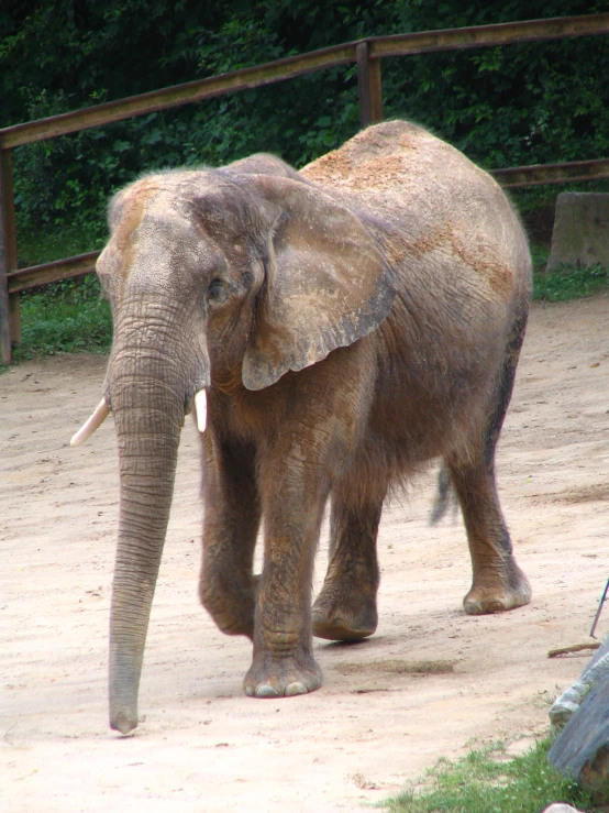 an elephant walks along the sandy ground at the zoo