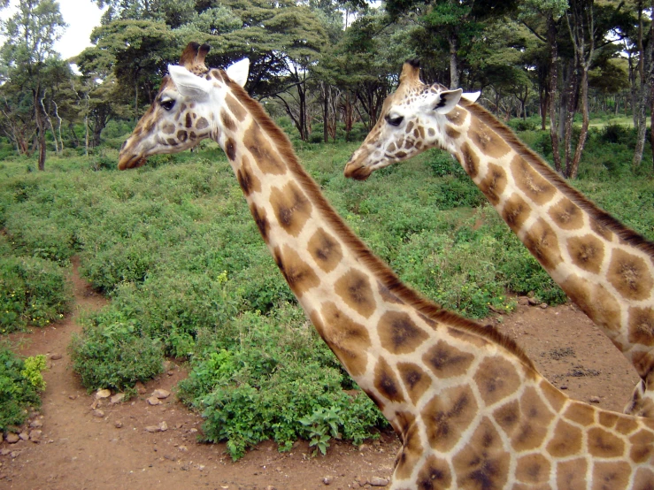 two giraffes stand with their necks crossed, and are facing away from the viewer