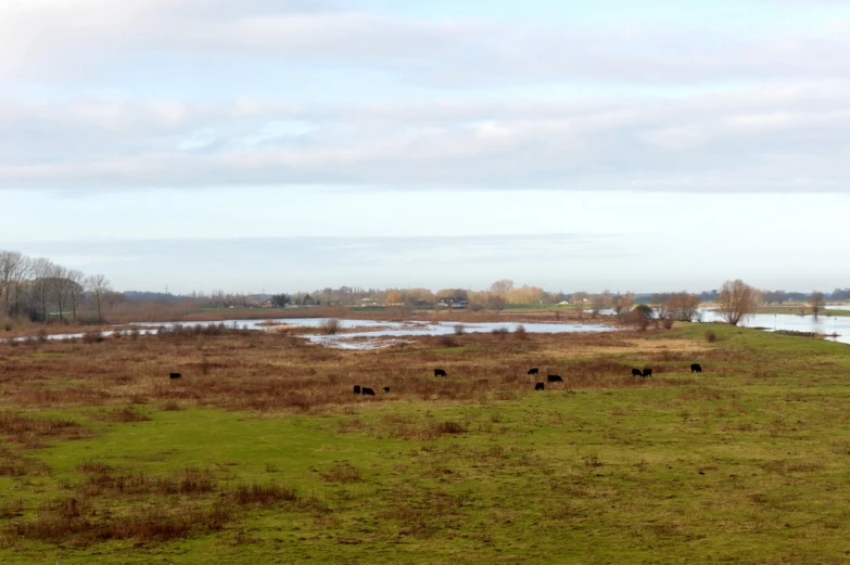 three black cows grazing in an open green field