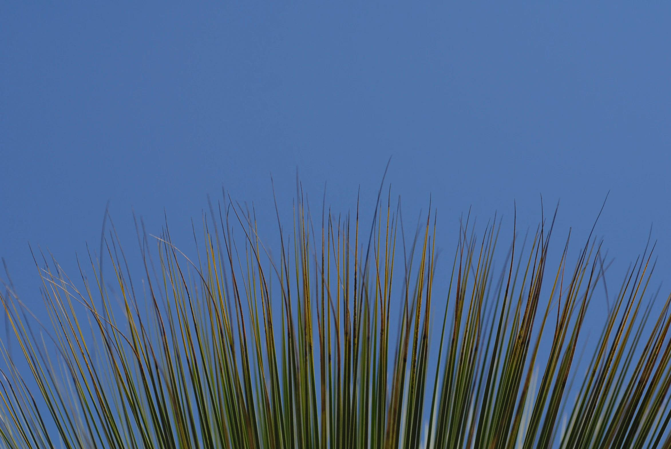 the view from below a green palm tree