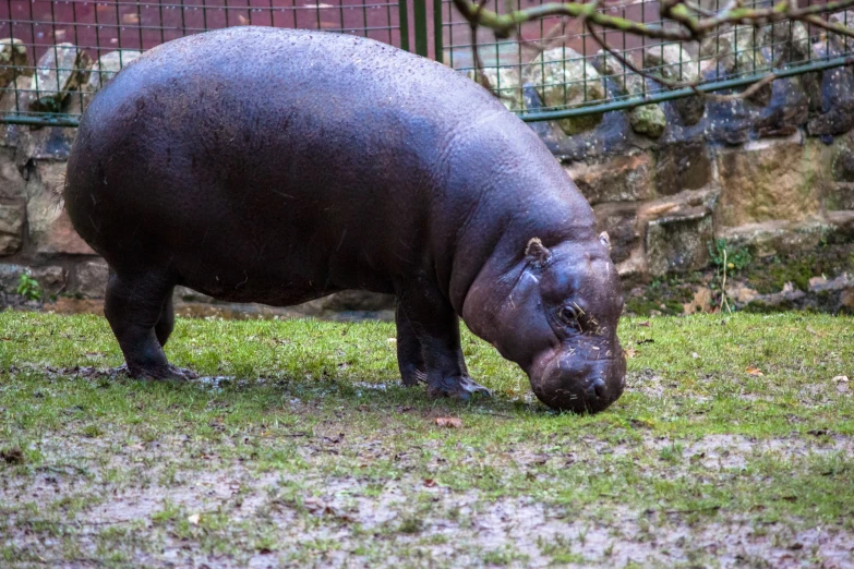 a hippopotamus eating grass in its enclosure