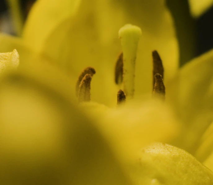 the center of a yellow flower has several stippled leaves