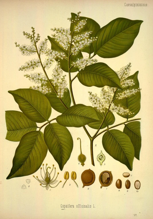 an illustration of different leaves and nuts from the natural history of plants