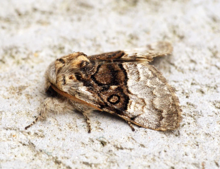 a moth that is sitting on the ground