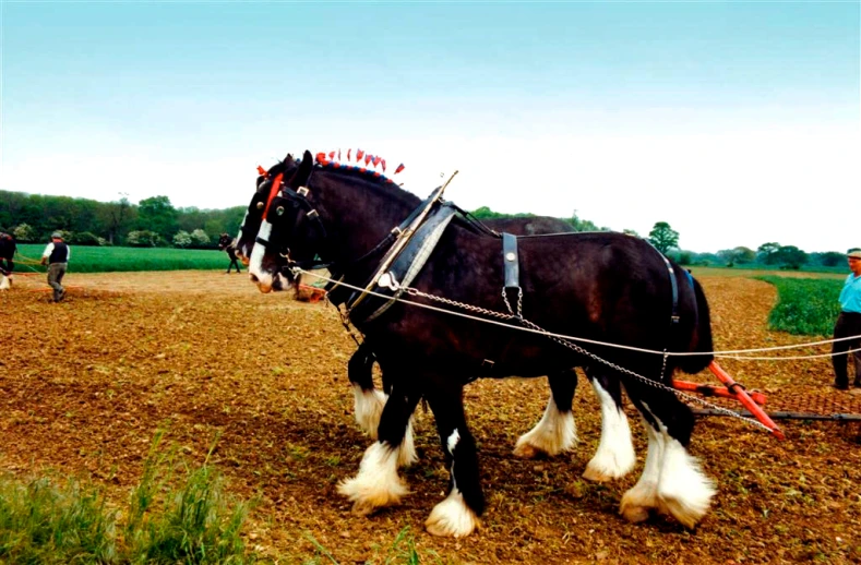 two large clydesdale horses being attached to a plow