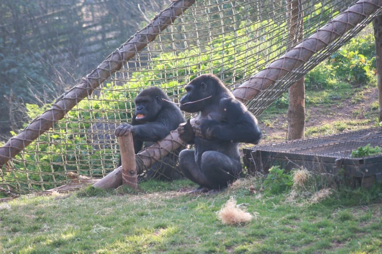 two gorillas sit on log with a rope fence around them