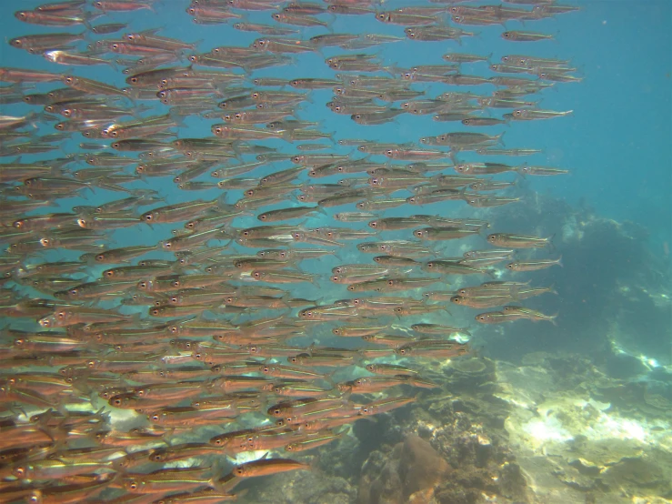 a large school of fish swimming in an ocean