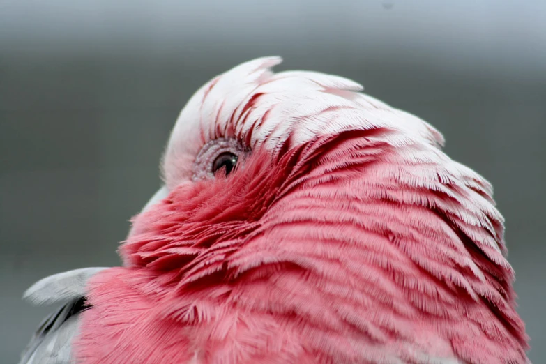 a close up picture of a pink bird