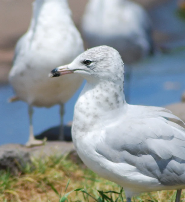 three white seagulls standing on the grass near a pond