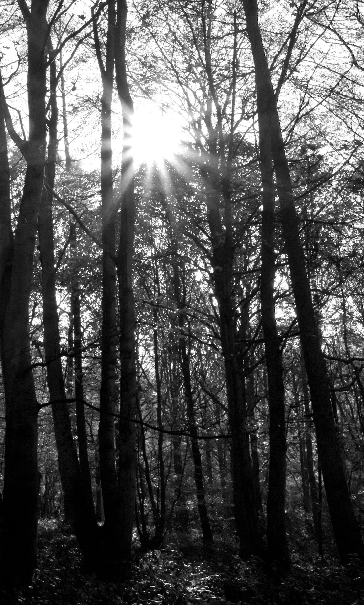 black and white pograph of the sun peeking through the trees