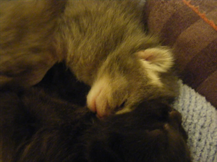 a cat sleeping on a blanket on the floor