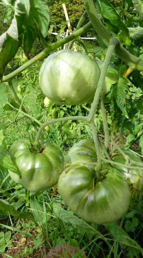 several tomatoes hanging on the tree in a garden