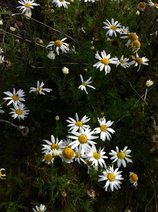 white daisies grow in the forest surrounded by green