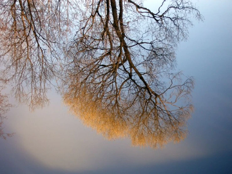 trees without leaves with reflections in a dle