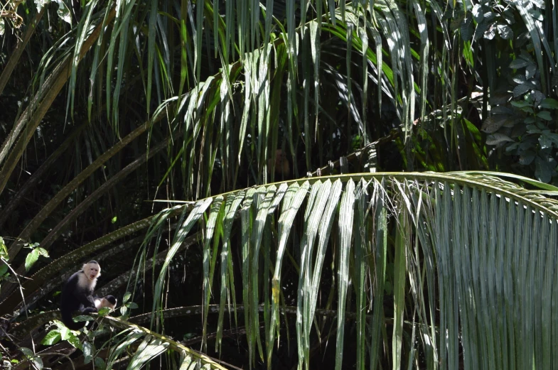 a small monkey in the tree surrounded by large trees