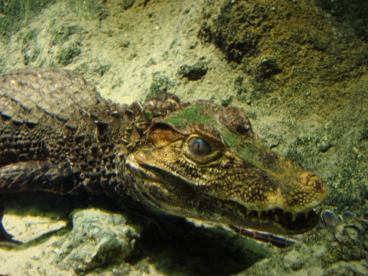 an animal laying on top of a rock under water