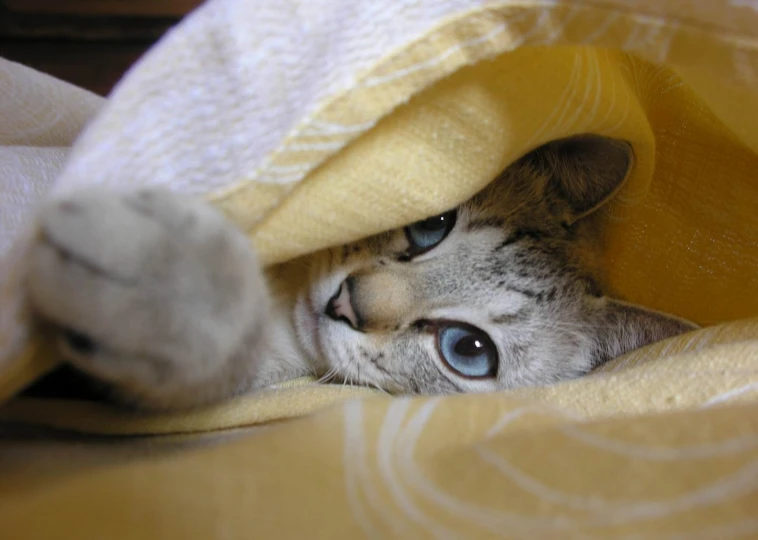 cat hiding under a blanket looking out from under the comforter