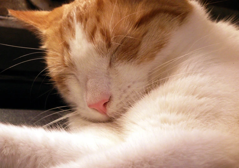 closeup s of a sleepy orange and white cat