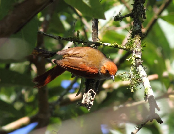 the small bird is perched on the limb of a tree