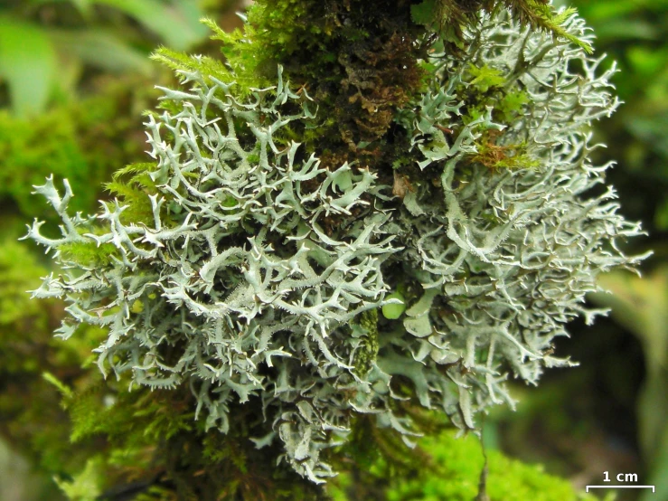 moss growing on the surface of a forested area