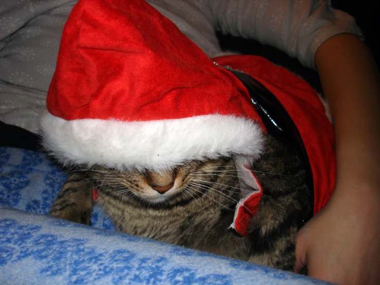 a cat wearing a red santa hat on top of a bed