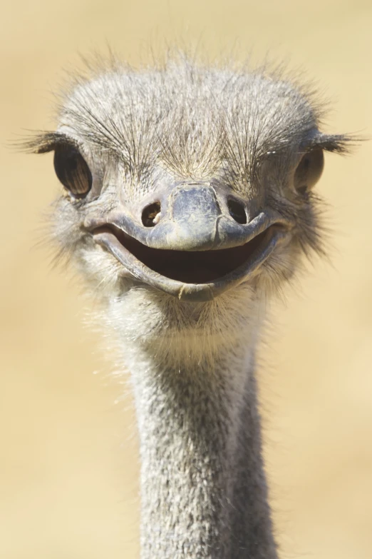 the ostrich is smiling with it's long eyelashes