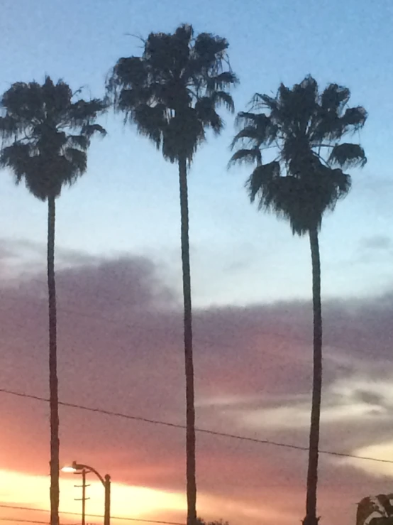 tall palm trees with the sun peeking through