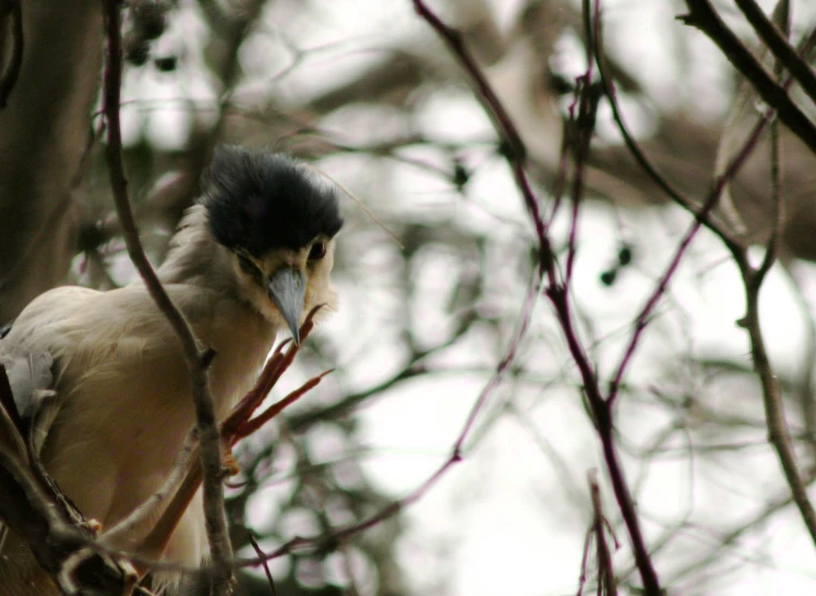 a bird with a black mohawk is sitting on a tree nch