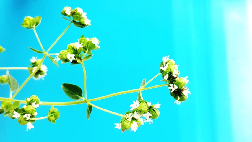 a white flower with green leaves and buds