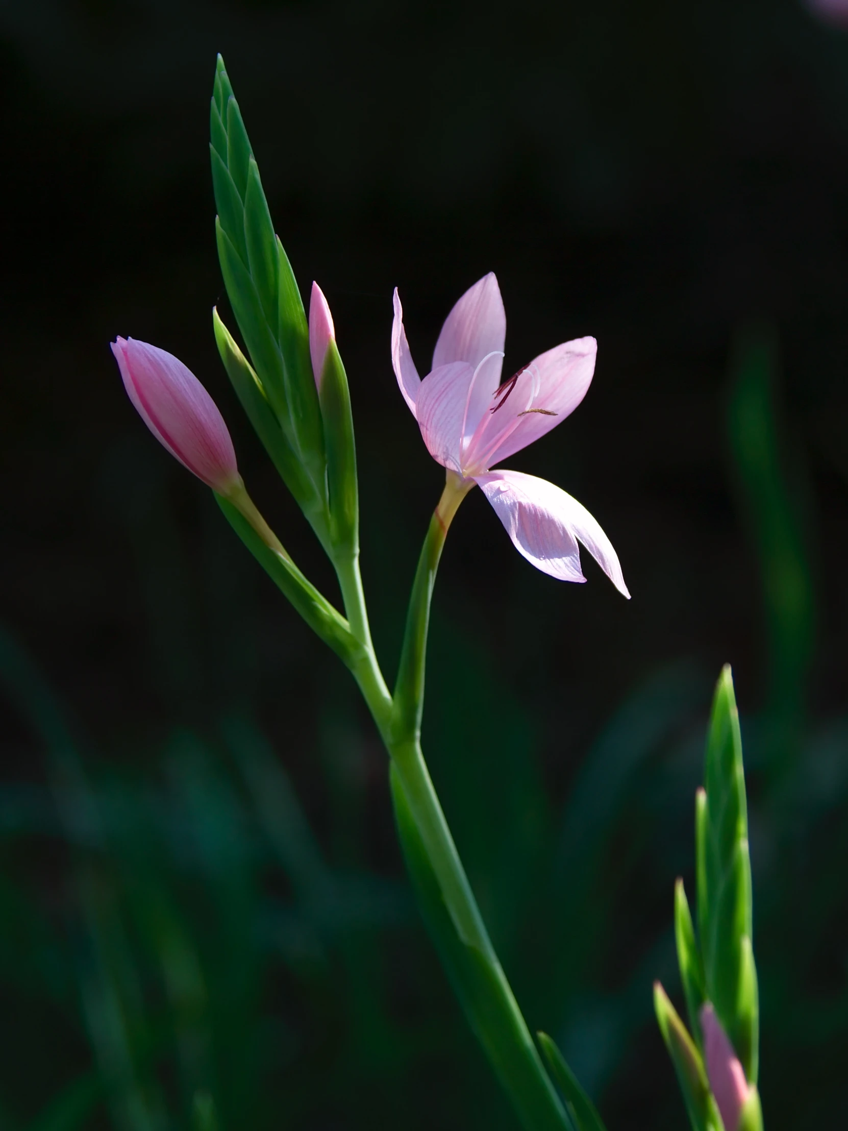 closeup of the beautiful pink flower bud in the garden