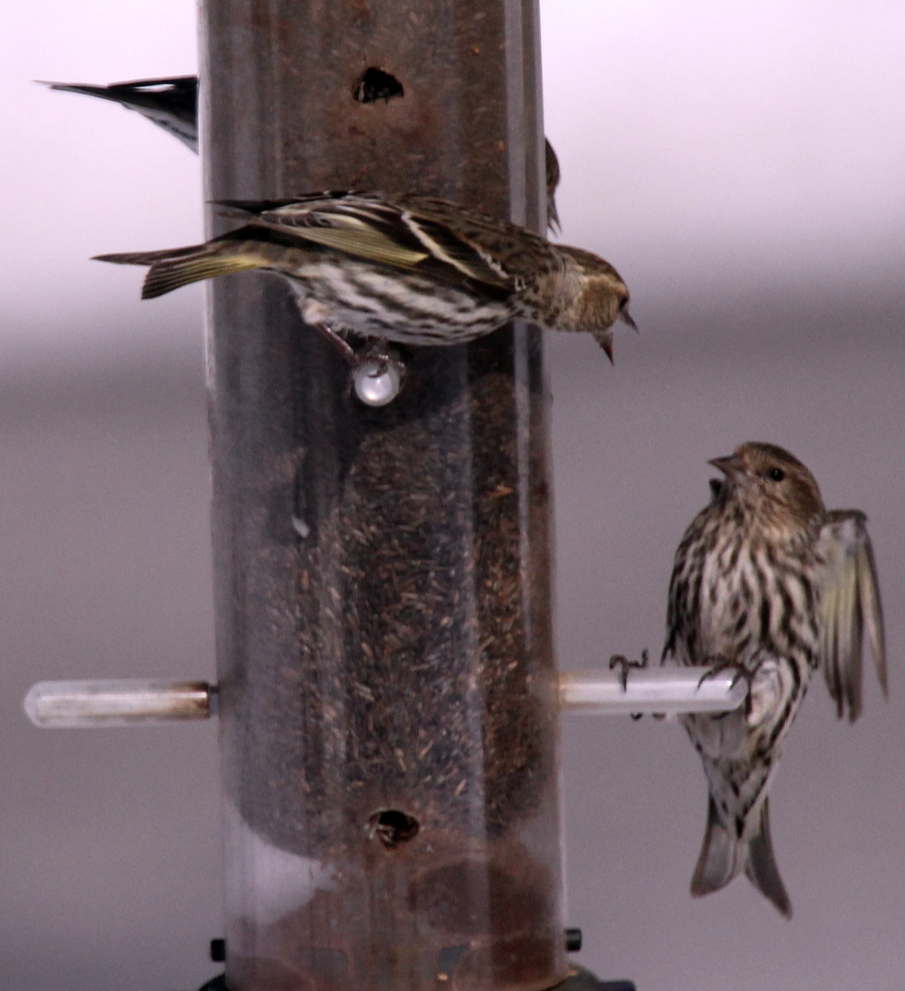 the birds are perched on the bird feeder