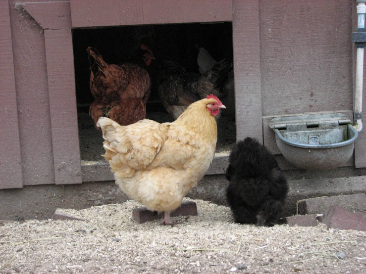 a chicken and a rooster are standing in an open doorway