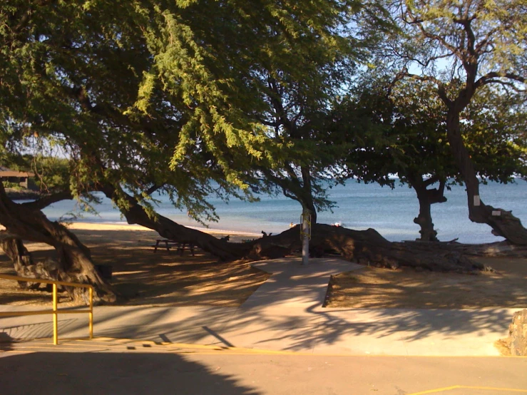 a beach with many trees near the water