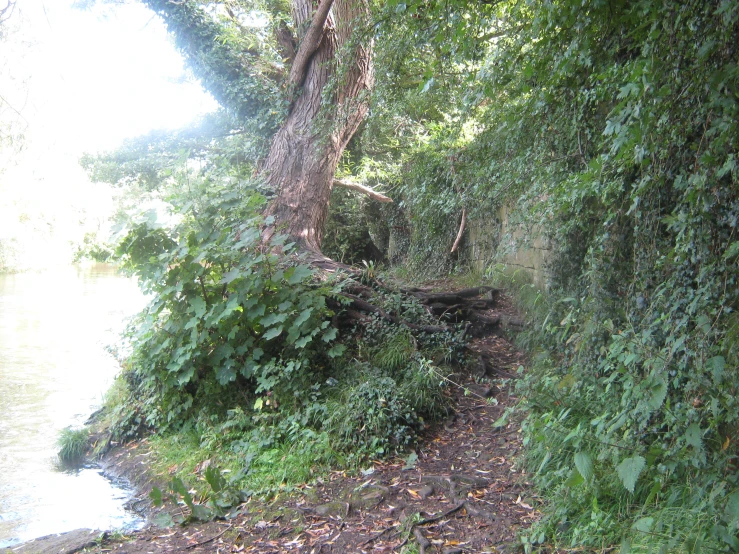 a trail going through the woods next to a lake