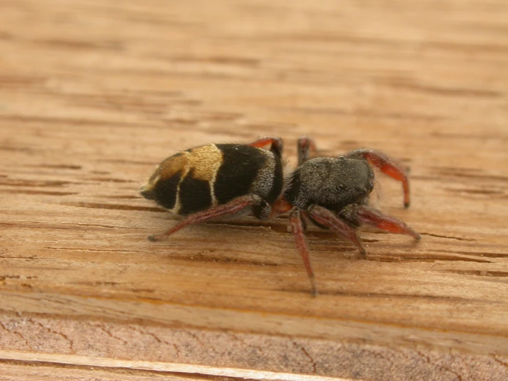 a brown and black spider sitting on top of a wood slab