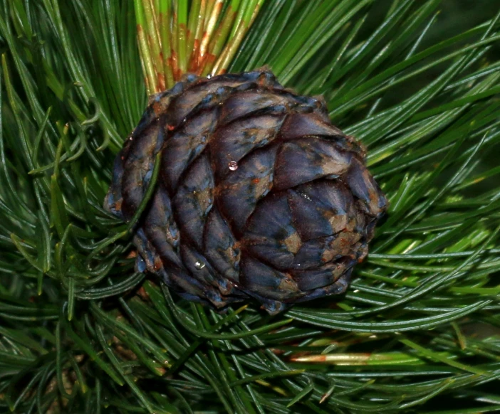 a pine cone sitting on top of a pine tree