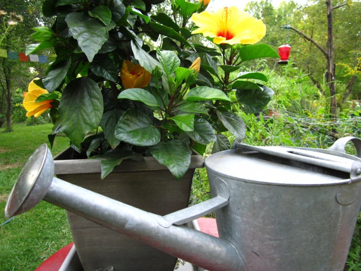 yellow flowers and a watering can sit outside