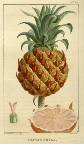 a pineapple sits atop a large piece of fruit