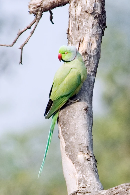 a large green bird perched on top of a tree