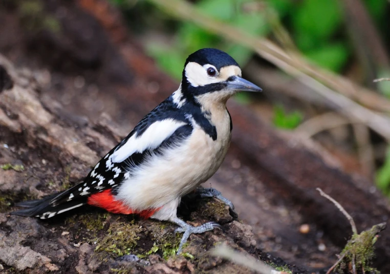 a small bird sitting on a rock