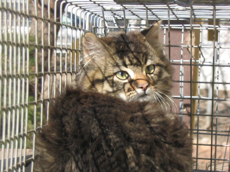 an angry looking cat is in a cage