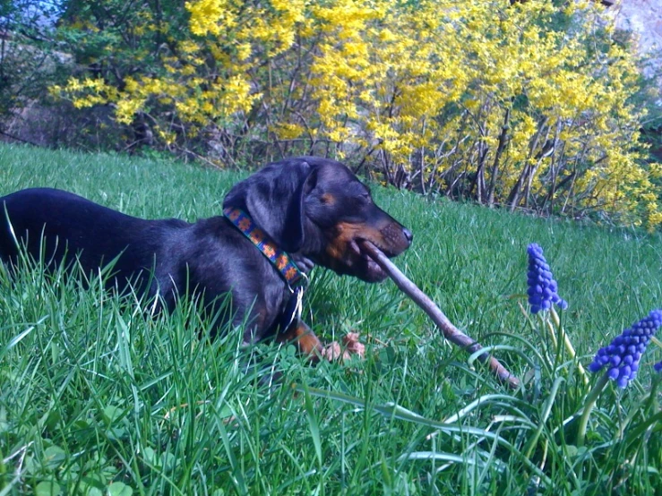 a black and tan dog laying in the grass with a stick