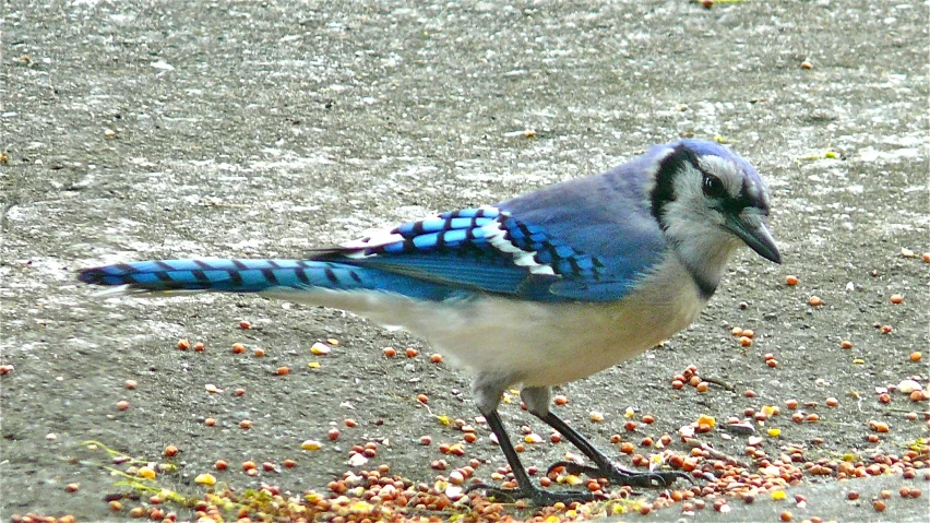 blue jay eating some nuts off the ground