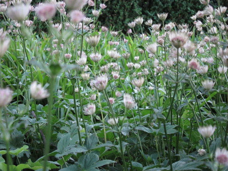 a field filled with lots of pink flowers