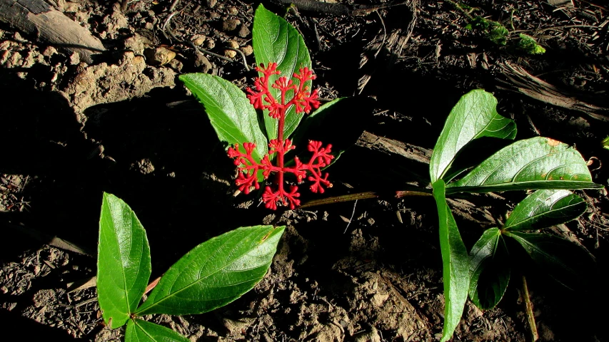 a red flower in dirt area with green leaves