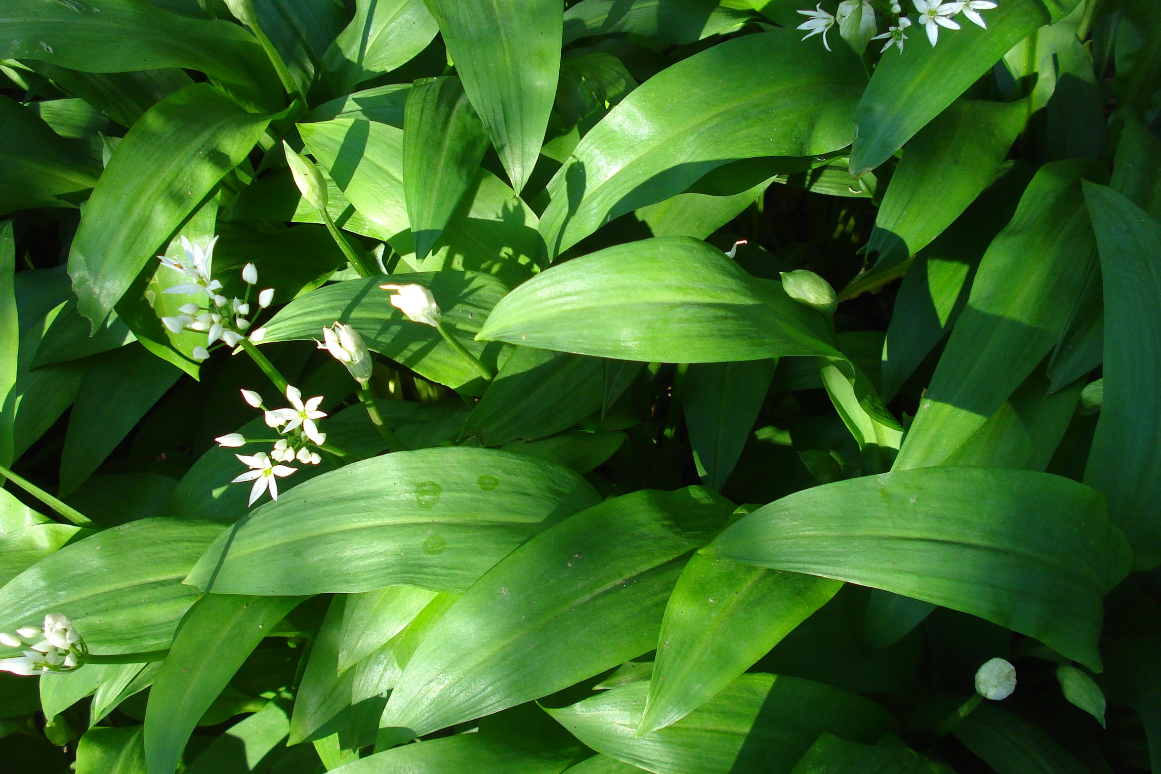 small white flowers stand among the green leaves