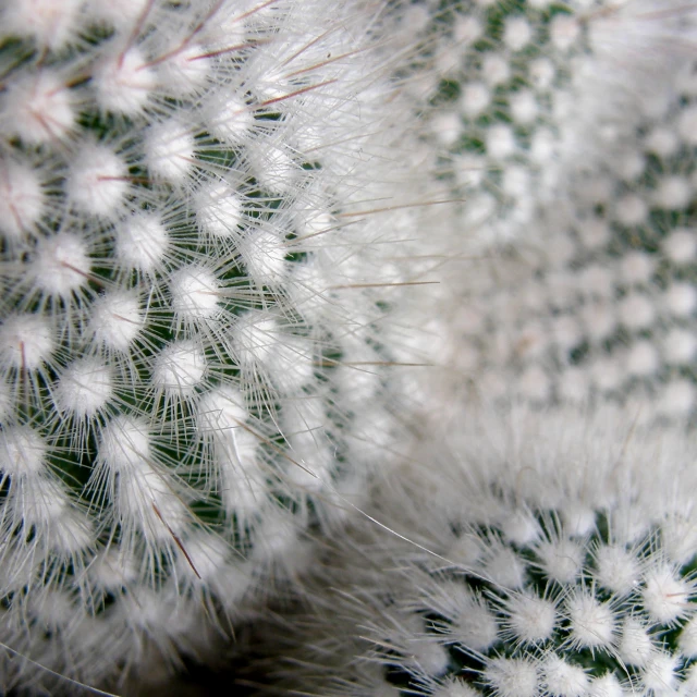 close up of a cactus plant with little buds