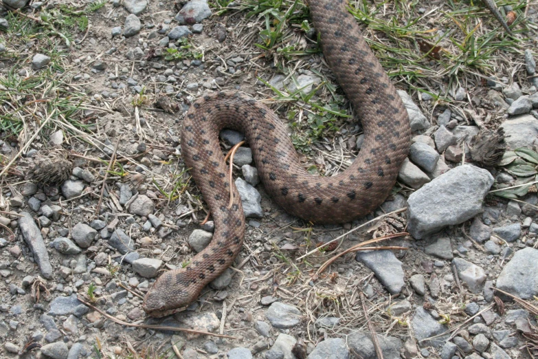 a large snake laying in the dirt and rocks