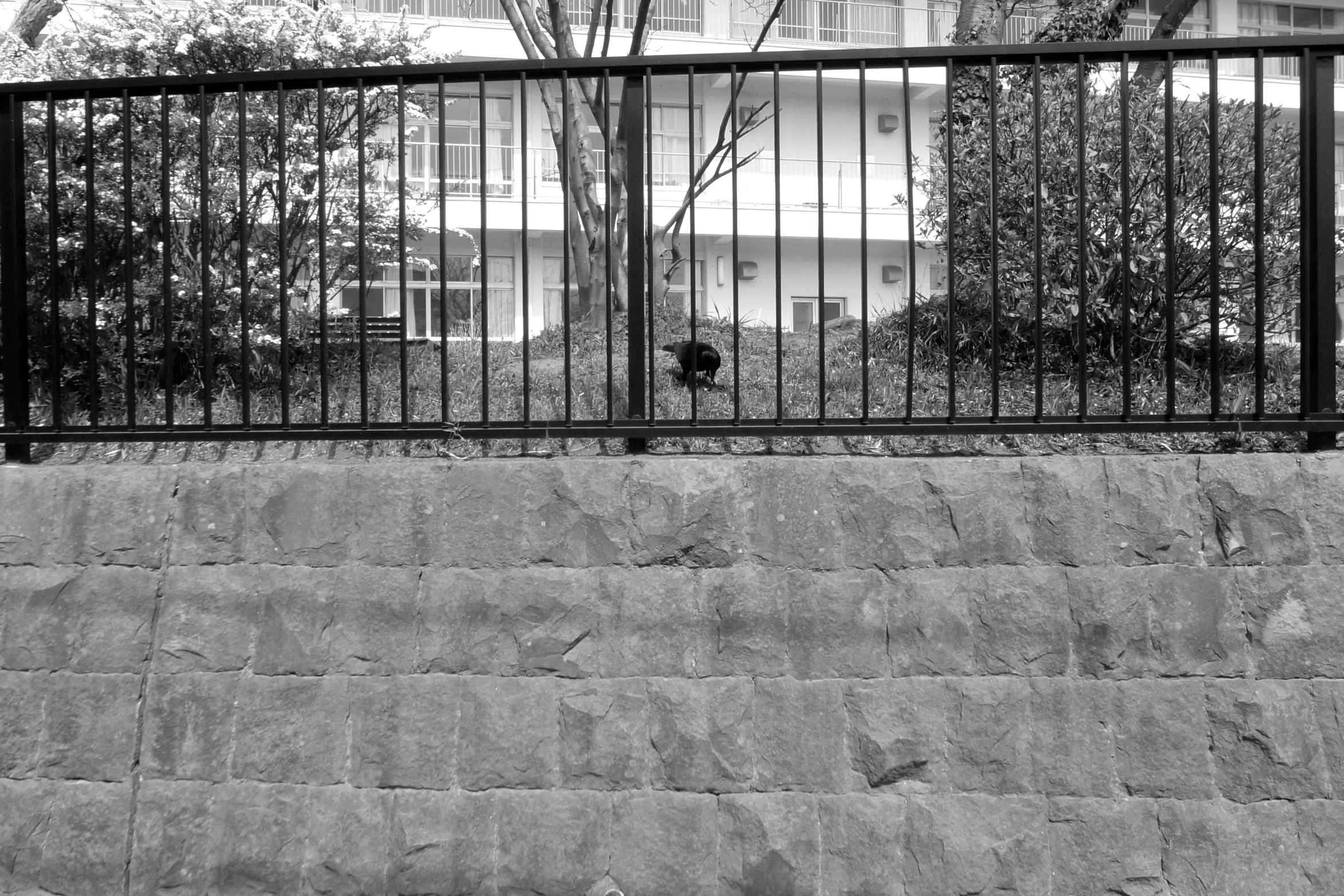 black and white pograph of a man on skateboard